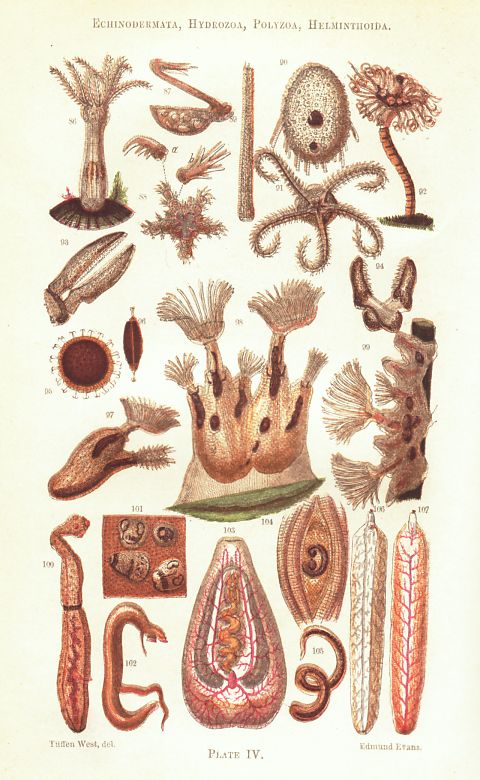 Colour plate from Hogg.