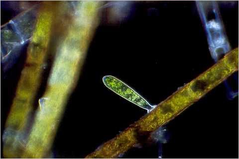 Oedogonium: Settled zoospore.