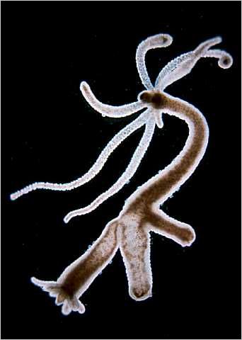 Hydra Hydrozoa