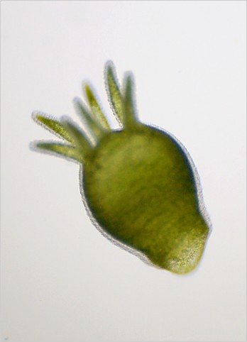 Body of conyracted H. viridis