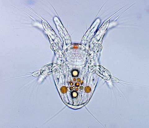 Cyclops Nauplius Larva.