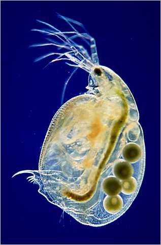 Simocephalus: Adult with eggs.