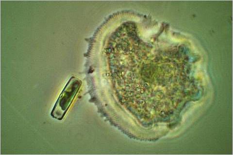 Amoeba approaching diatom.