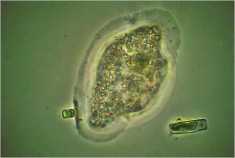 Amoeba prepares to ingest algal cell.