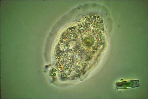 Amoeba ingesting algal cell.
