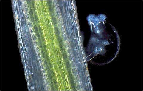 The rotifer Testudinella sp.: on Duckweed (Lemna)