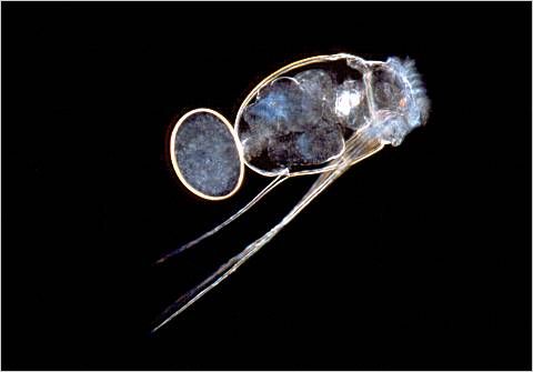 The rotifer Filinia sp. swimming.