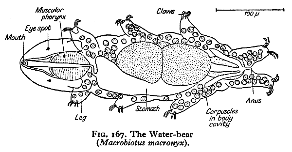 Macrobiotus: diagram.