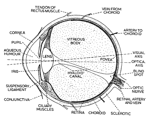 animal eye diagram