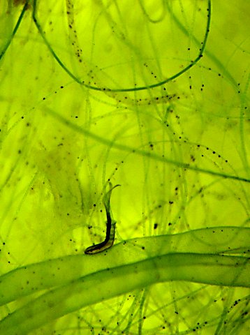 Ciliate amongst algae. x35