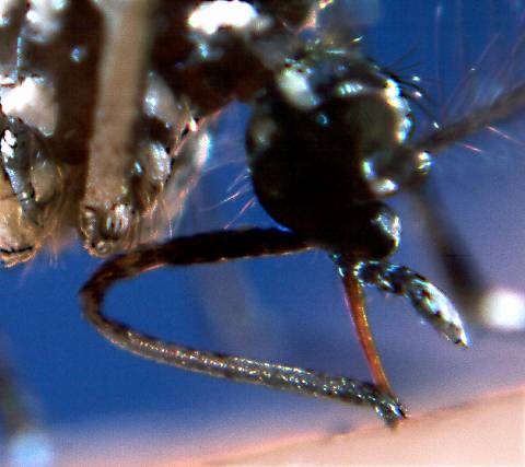 Feeding mosquito mouthparts enlarged