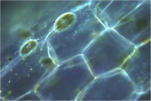 Two Cocconeis diatoms on a Lemna rootlet.