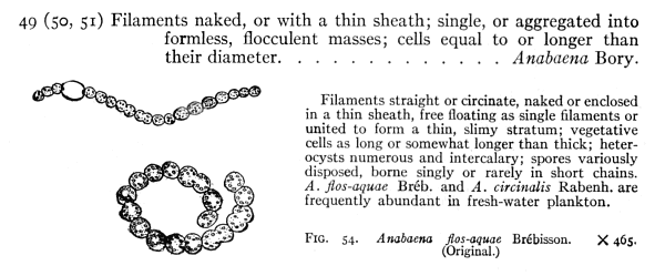 Diagram of Anabaena.