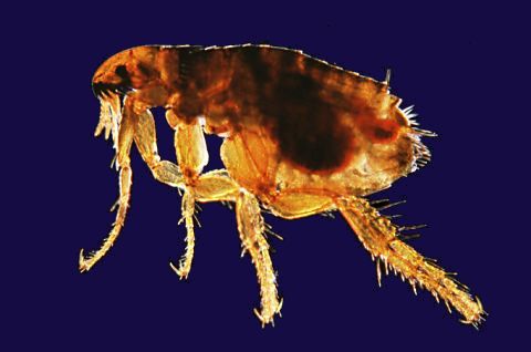 Cat flea, female.