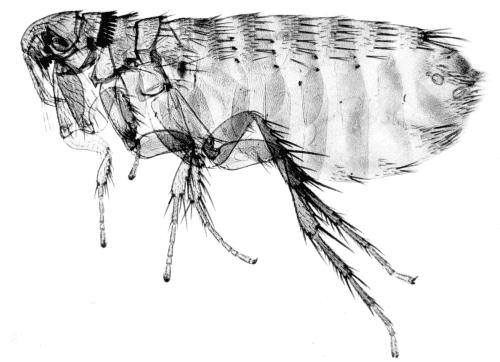 Traditional flea