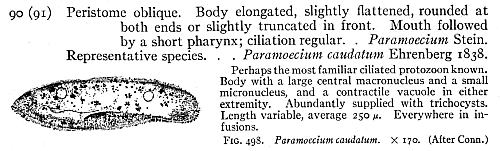 Paramecium caudatum. Freshwater Biology. Ward and Whipple.