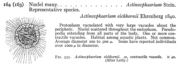 Actinosphaerium. Freshwater Biology. Ward and Whipple.